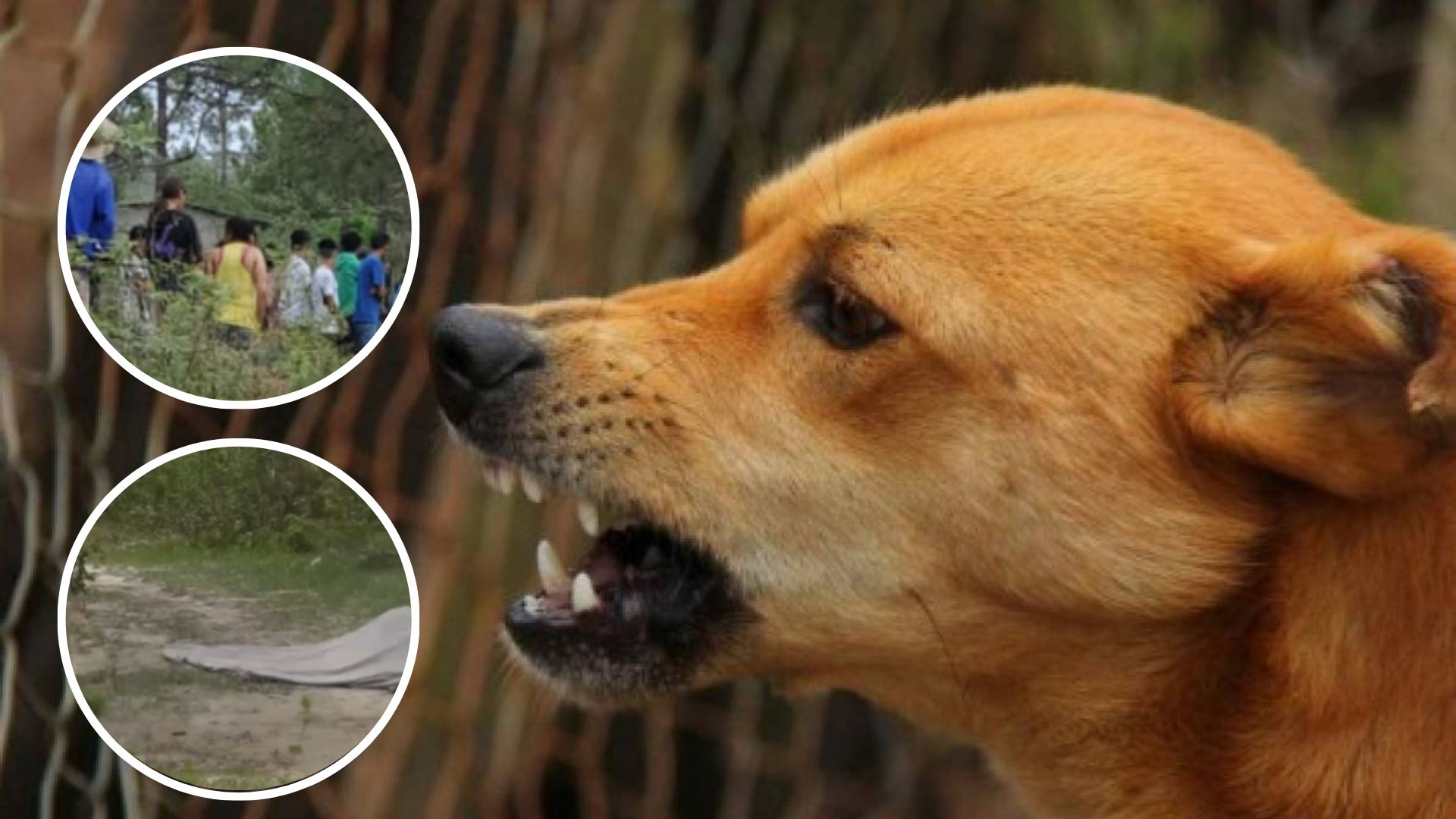Hallan perros devorando cuerpo de hondureño; su cuñado lo habría asesinado