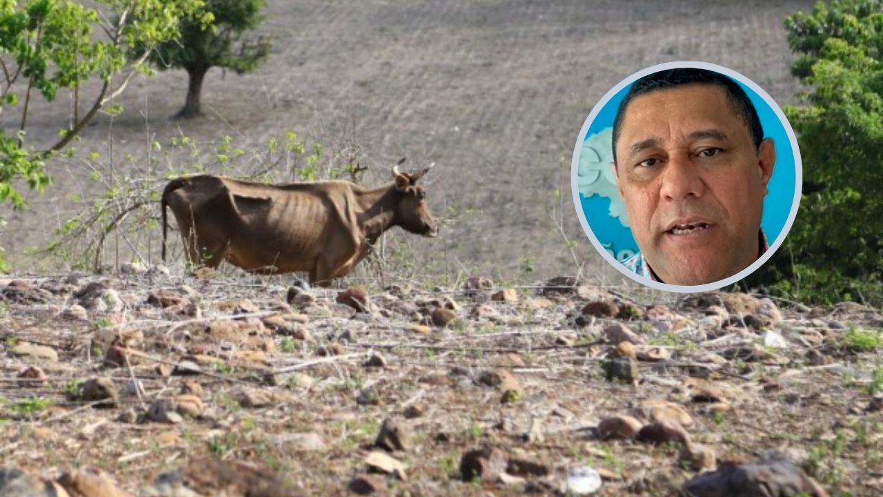 Sector ganadero necesita lluvias prolongadas por 25 días para recuperar producción lechera