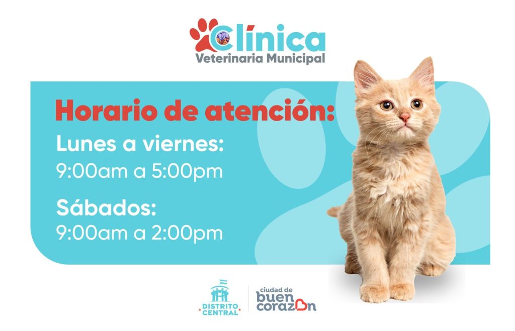 servicios que ofrece la clínica veterinaria 