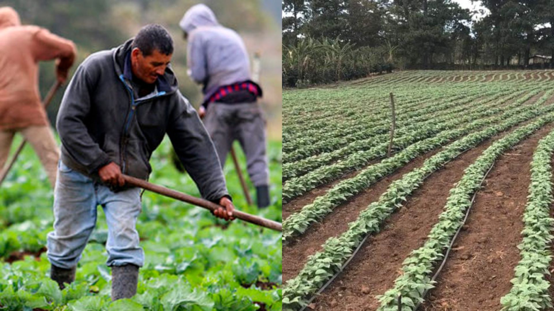 Solo el 50 % de las tierras para granos básicos han sido cultivadas, según agricultores