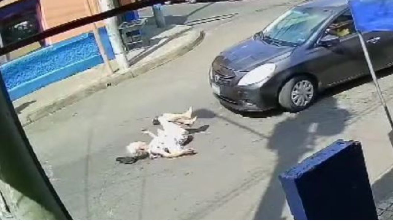 Graban cuando vehículo arrolla a anciana que intentaba cruzar la calle