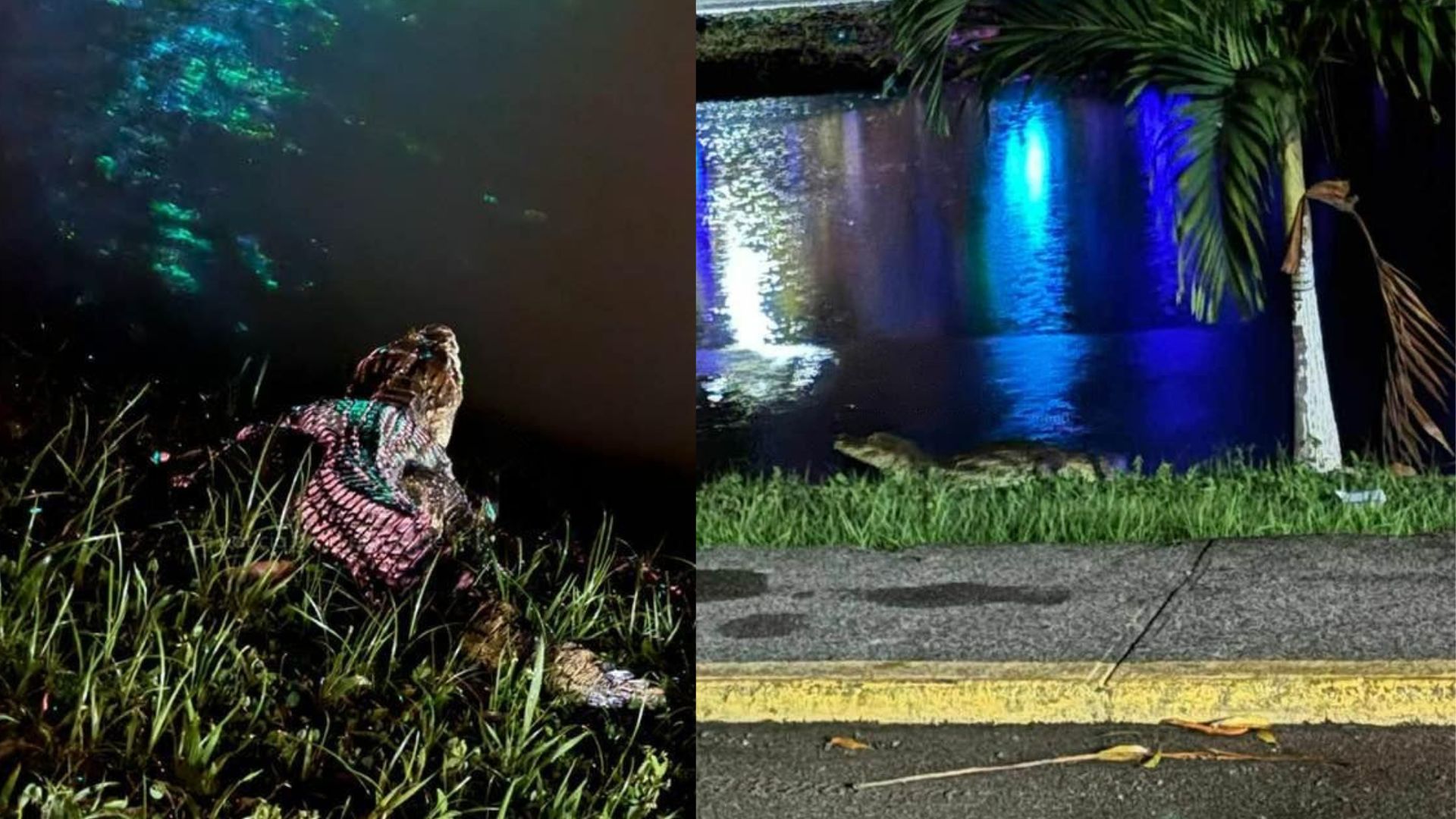 Captan a enorme cocodrilo que anda por las calles de La Ceiba