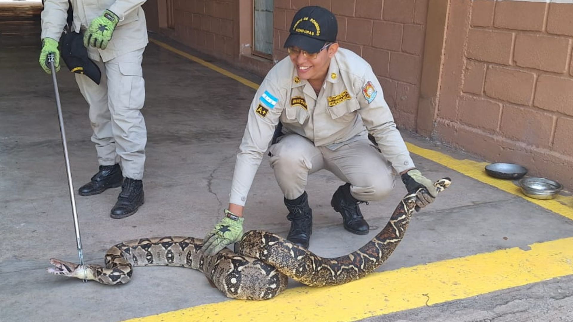 Boa constrictor de cuatro metros sorprende a una familia en aldea El Chimbo