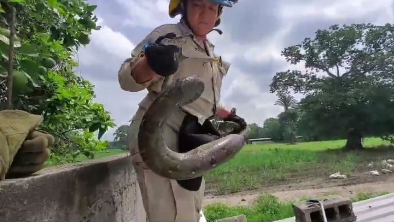 Graban hallazgo de enorme boa en el techo de una casa en Choloma