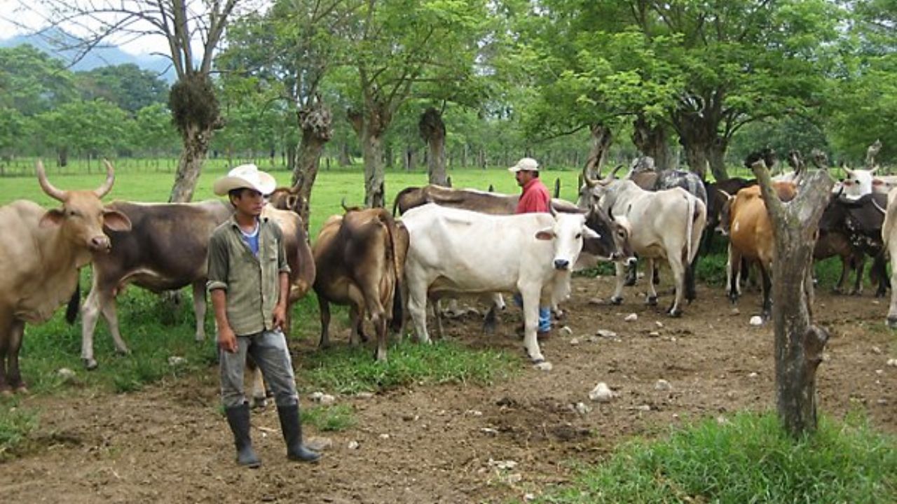Revisar vigilancia a ganadería, recomienda FAO para evitar epidemias