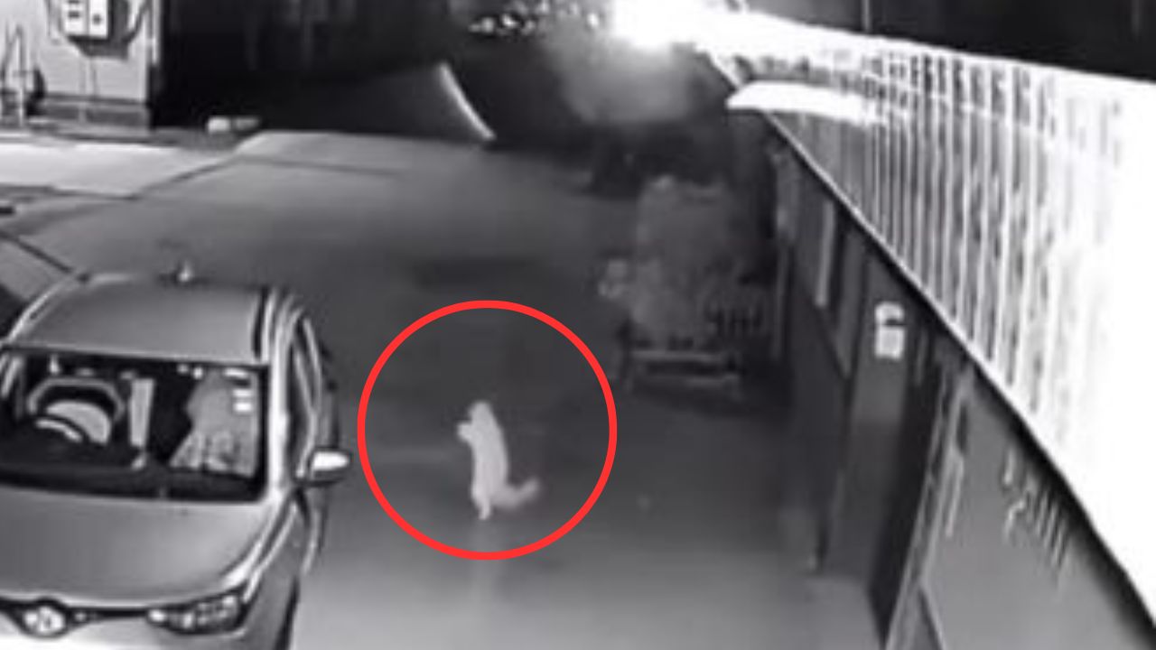 Cámara de seguridad graba a gato 'bailando' a la medianoche