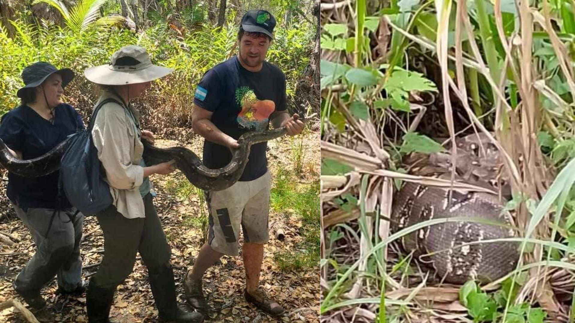 Hallan a una de las boas más grandes de Honduras