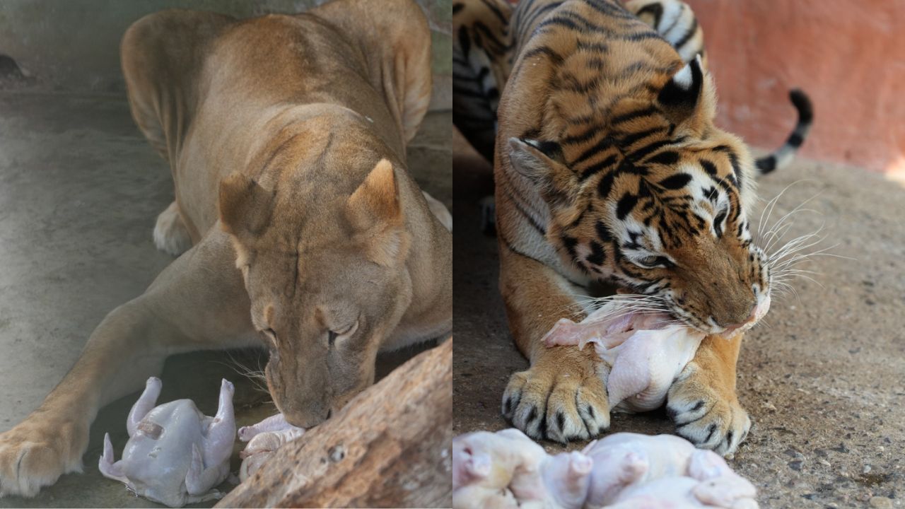 Intervención a Joya Grande concluye con recuperación notable de peso de animales