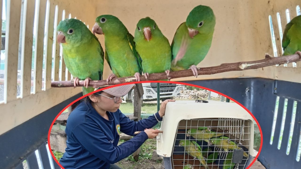 Liberan más de 50 animales silvestres en el territorio hondureño