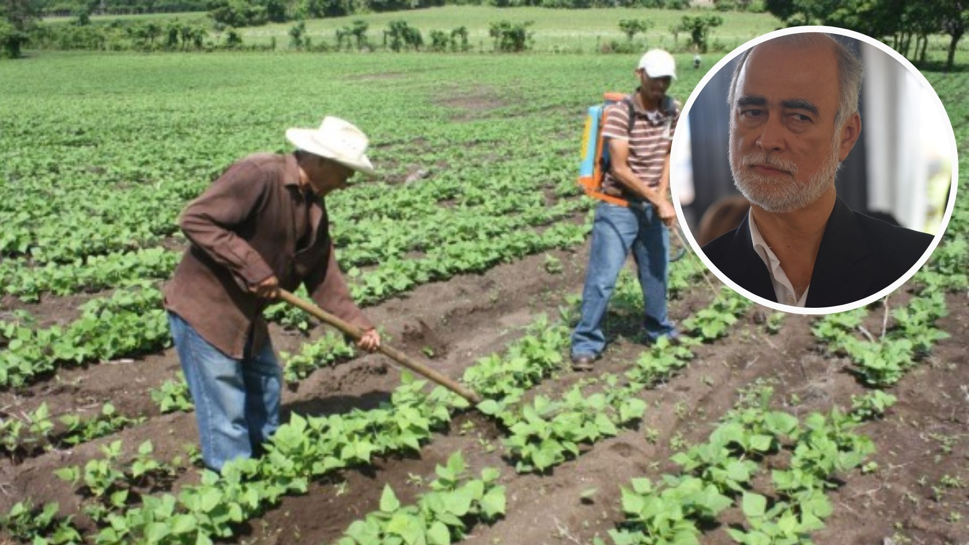 Economista advierte sobre el impacto de la caída de la actividad agrícola en Honduras