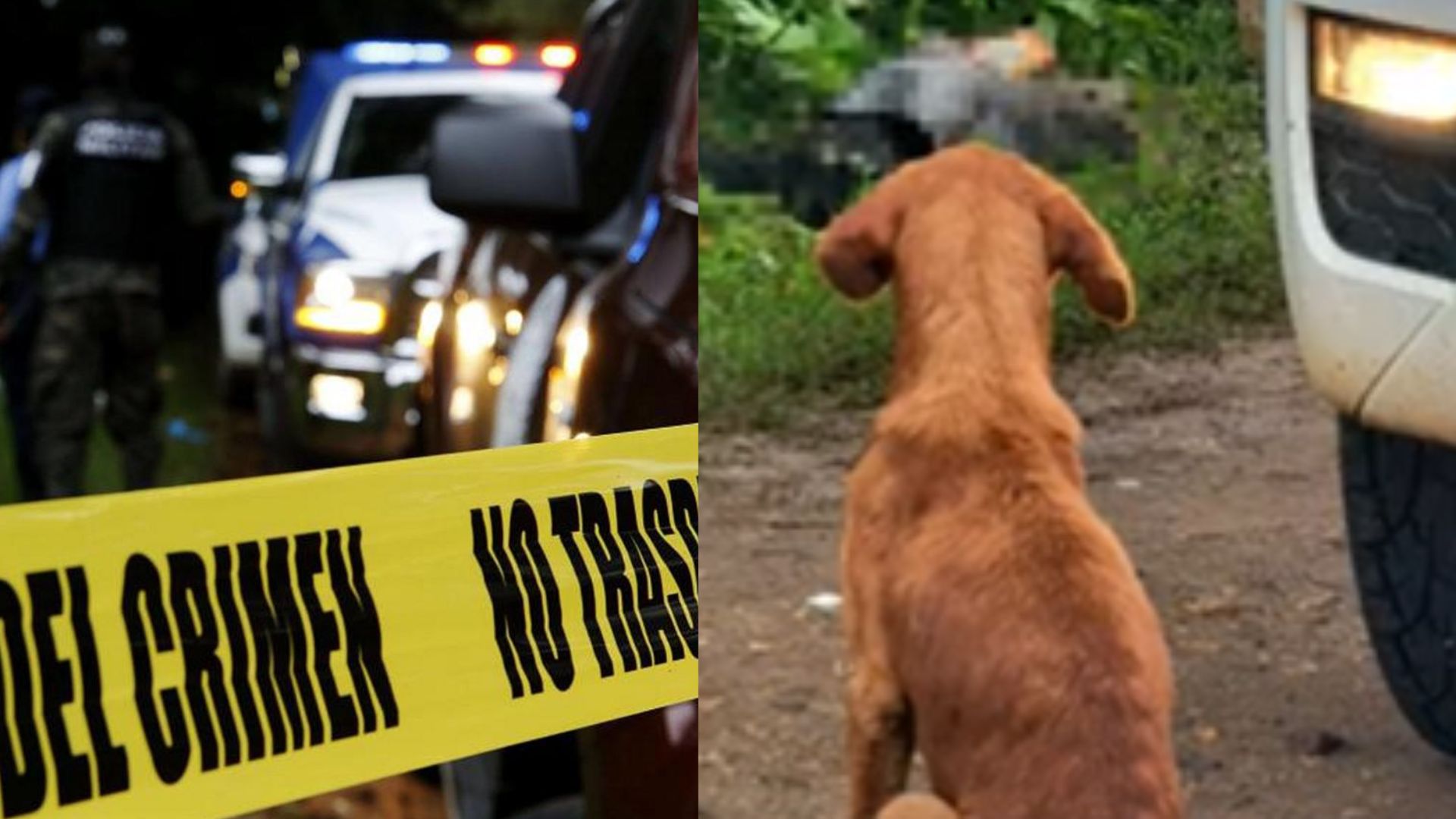 Perrito encuentra a su dueño muerto en Olancho y le avisa a sus familiares