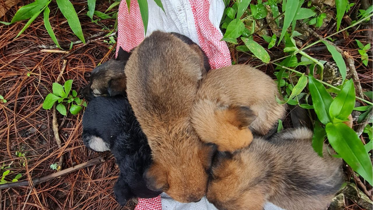 Rescatan a perritos abandonados que buscaban refugio de la lluvia en Valle de Ángeles