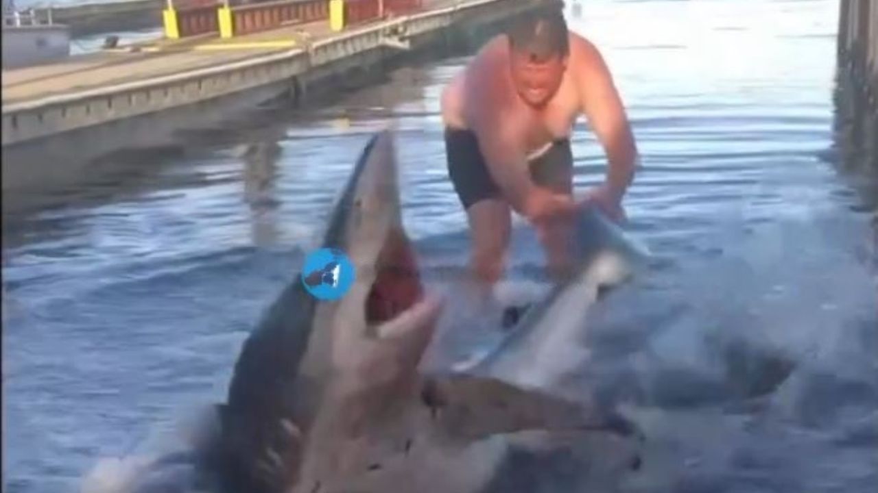 ¿Tiburón atacó o se defendió de hombre?, aquí el video