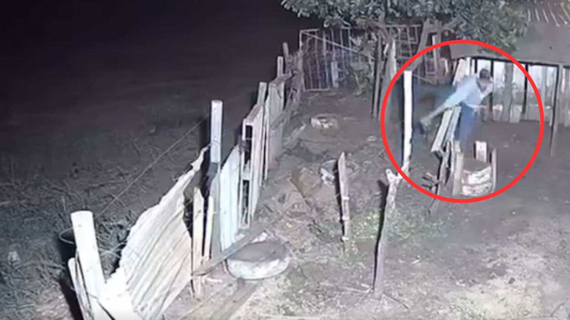 Hombre es tiroteado luego de intentar robarse las gallinas de una casa