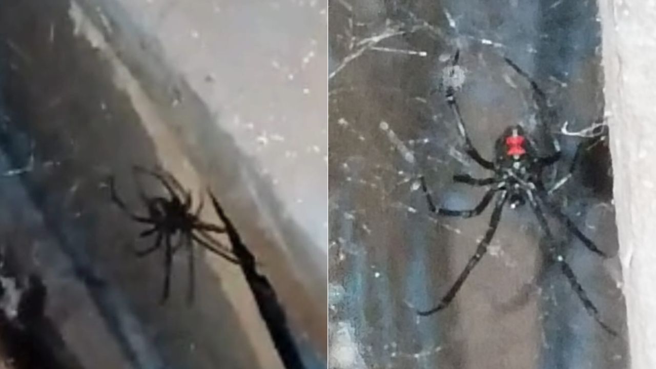 Hondureño fue sorprendido por viuda negra en la capital