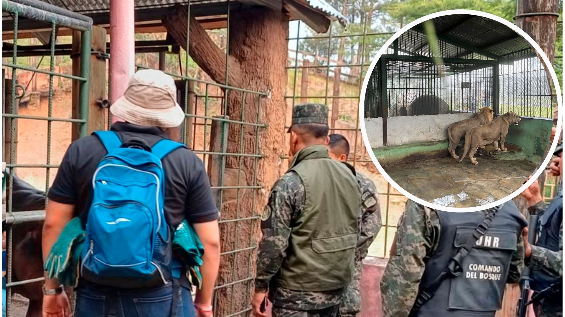 Animales de Joya Grande ya están recuperados del peso, dice ICF tras intervención