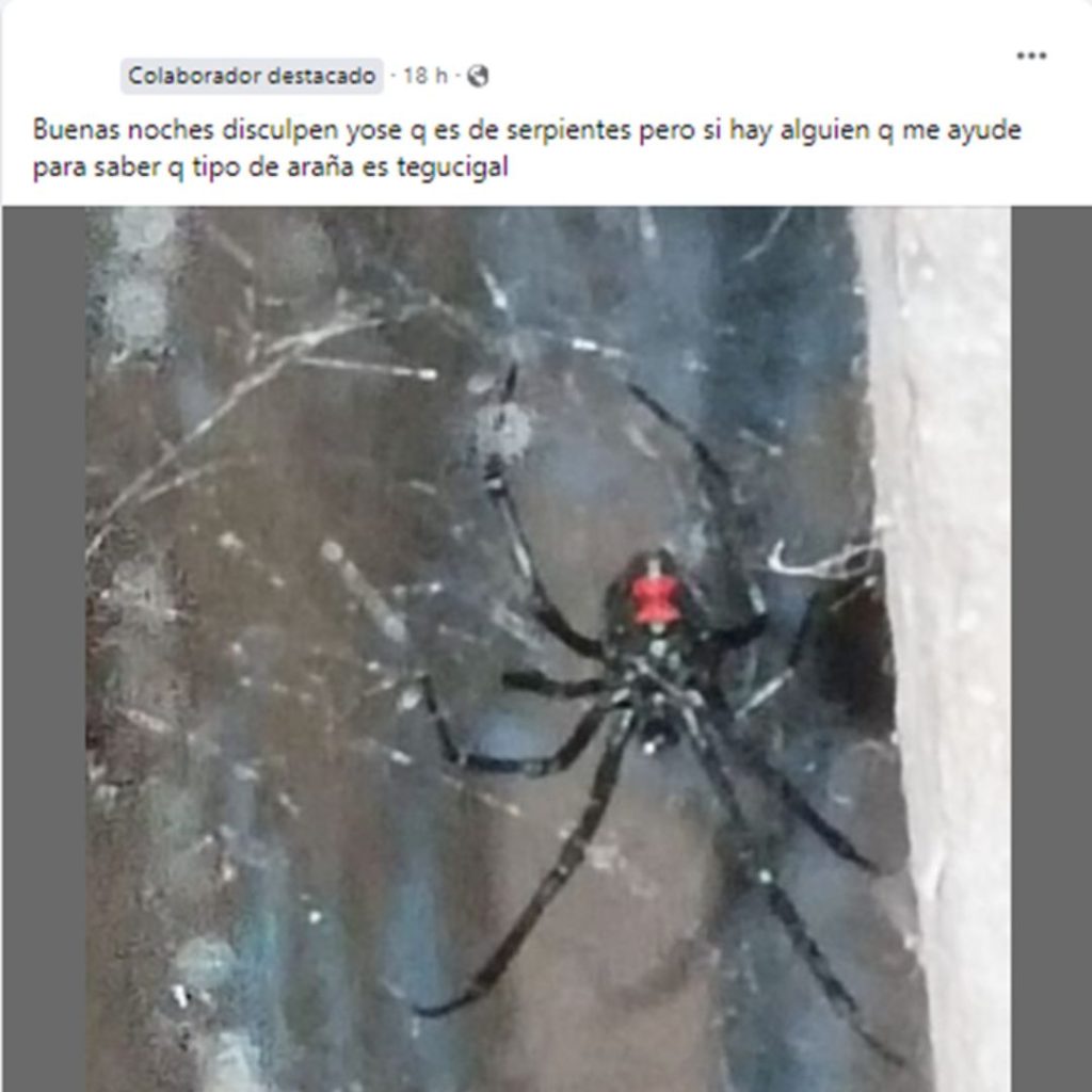 Captura de pantalla en la que se lee la publicación