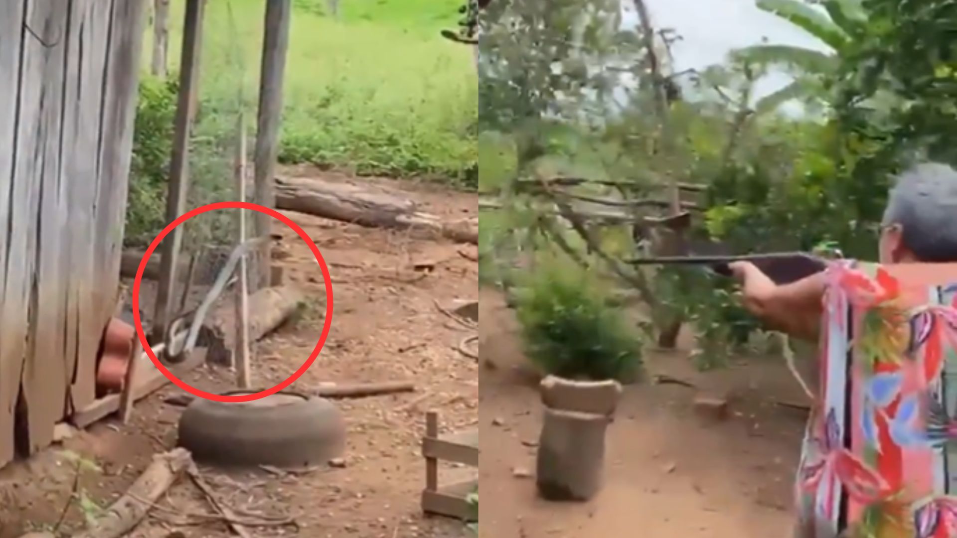Abuela usa su escopeta para enfrentar a una enorme serpiente y todo queda en video