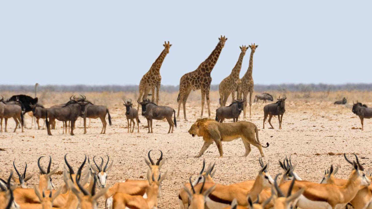 País africano sacrificará 723 animales, entre elefantes, cebras e hipopótamos para aliviar el hambre