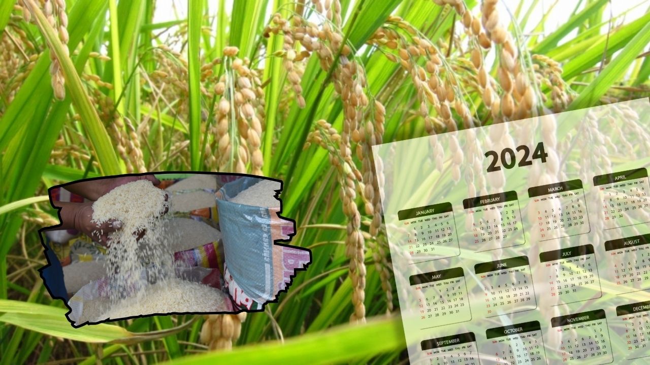 Solo medio millón de quintales de arroz prevén cosechar productores