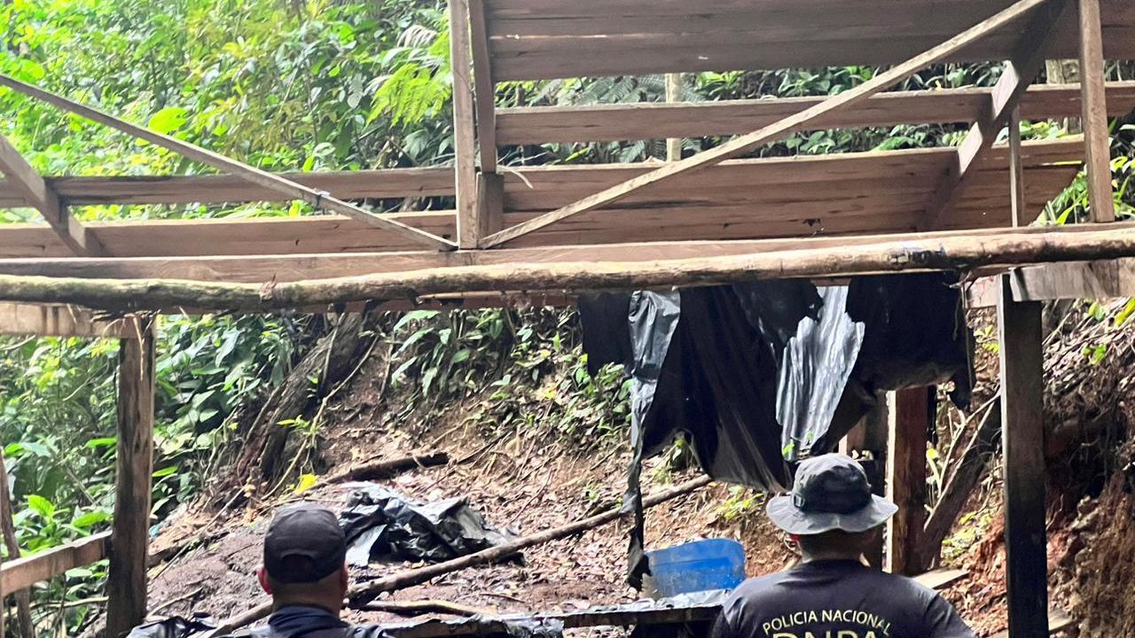 Policía asegura 50,000 arbustos de supuesta hoja de coca en Colón