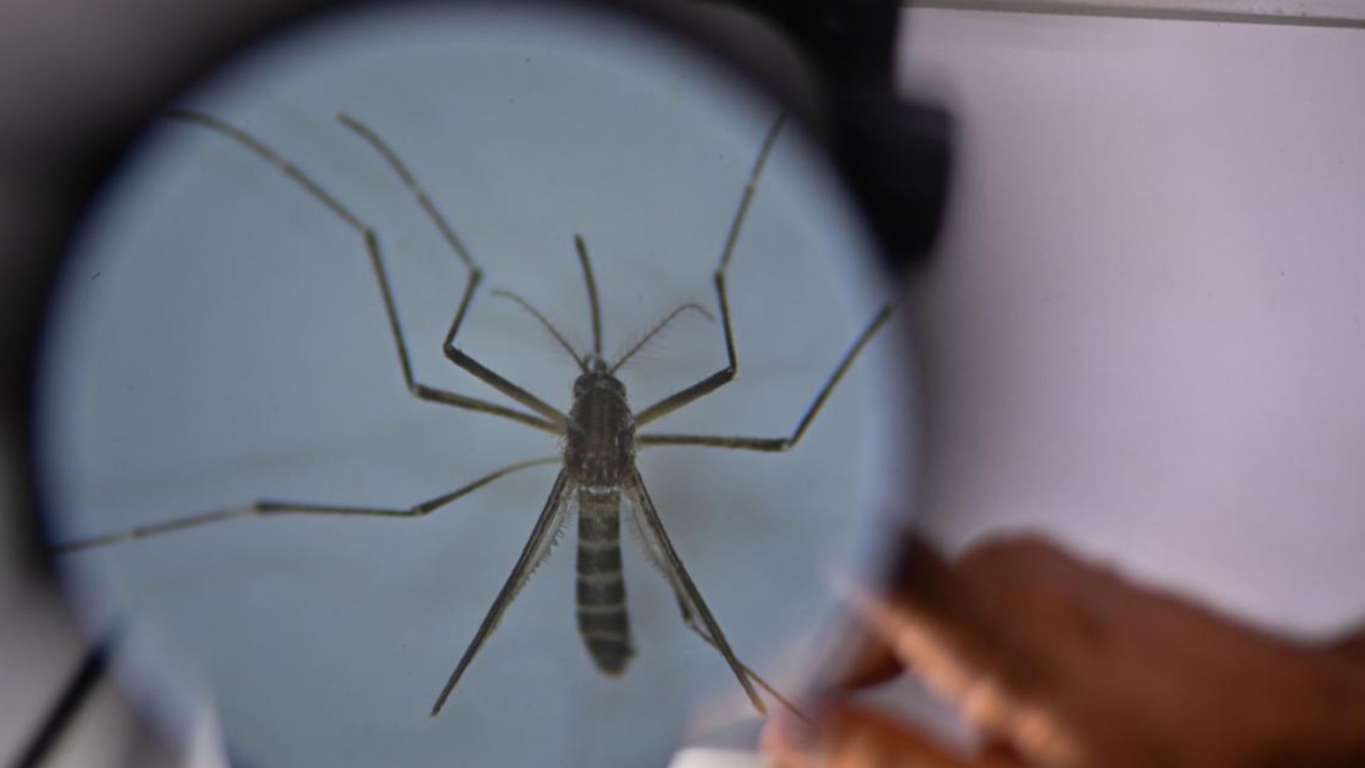 Honduras suma 147 muertes por dengue y más de 110,000 casos sospechosos en 2024