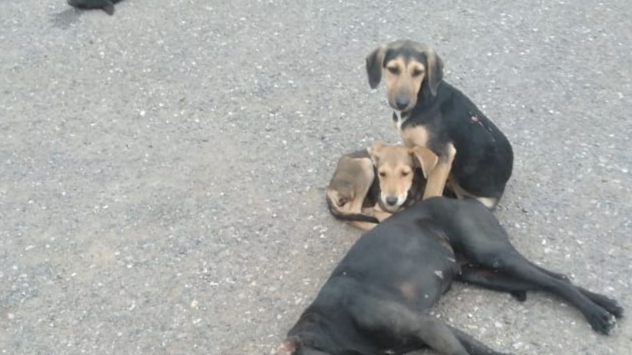 Matan a tiros a al menos tres perros en el Mercado Perisur de la capital hondureña