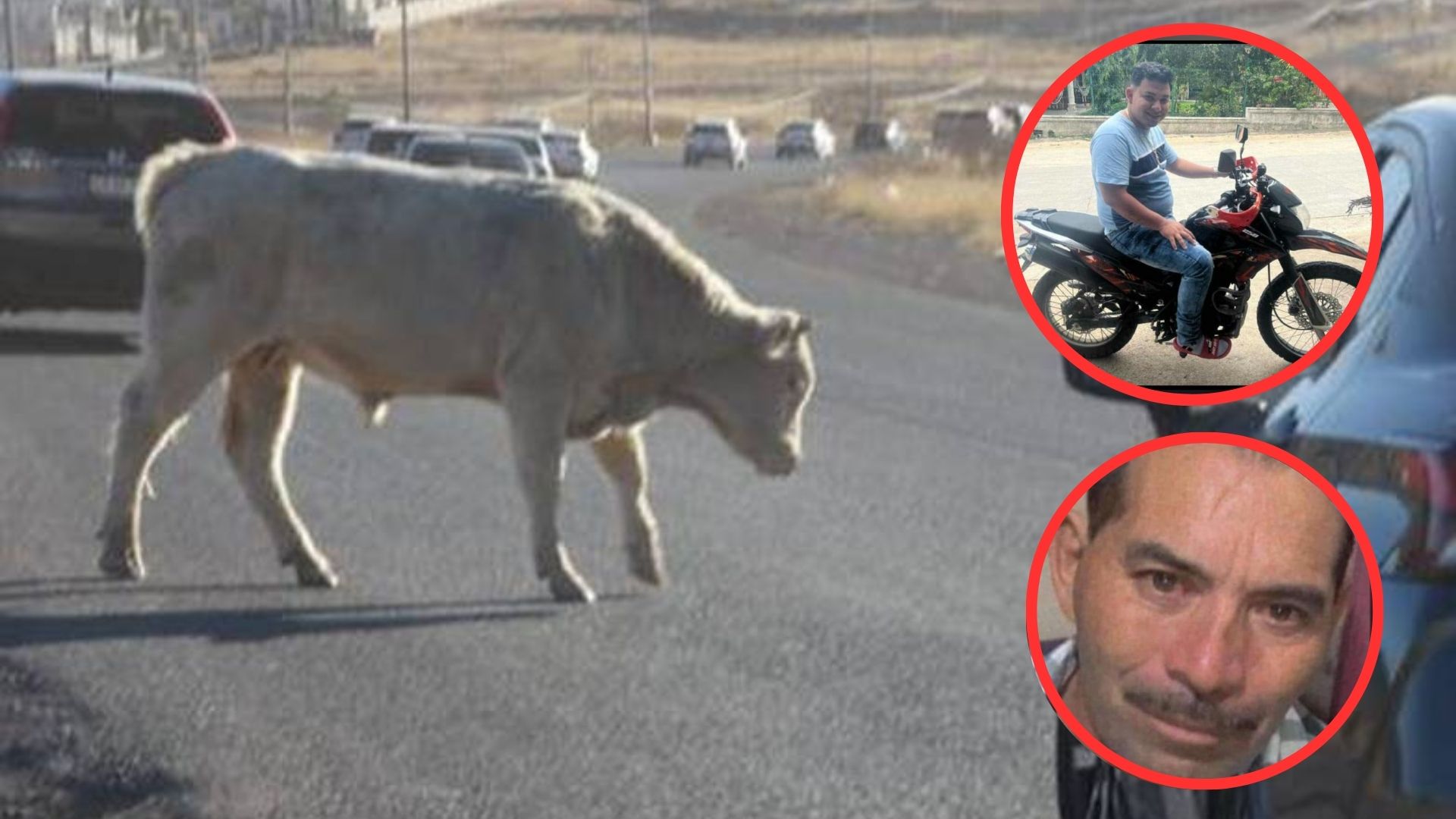 Imagen de Dos hombres mueren tras chocar con una vaca en San Pedro, Copán