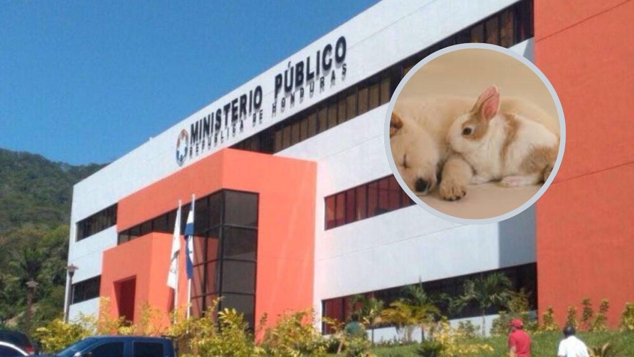 Ministerio Público acusa a mujer que mató al perro y conejo de su vecina