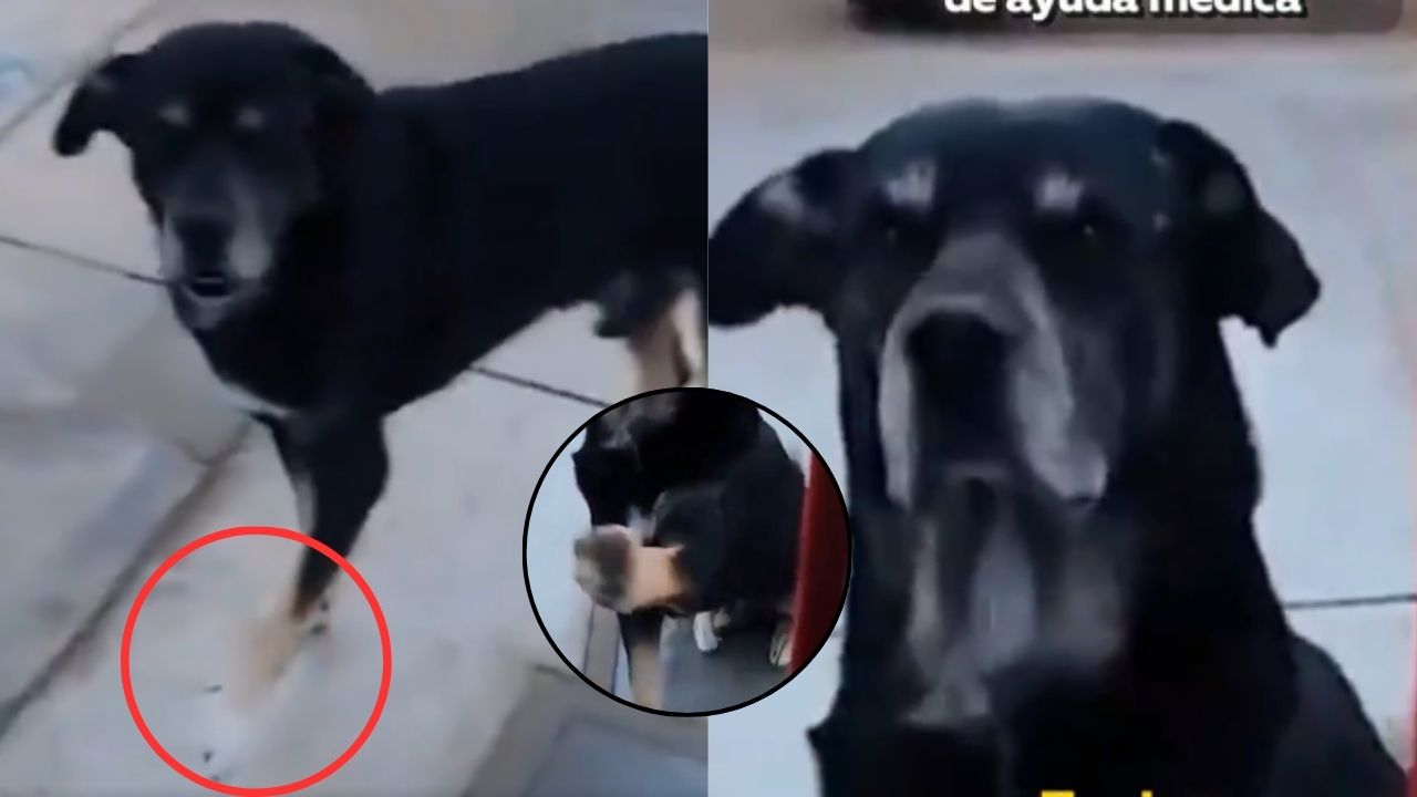 Perro llega solo a una veterinaria a buscar ayuda por una pata golpeada