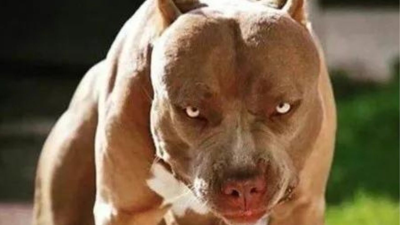 Bebé muere atacado por los perros de la familia en Nueva York