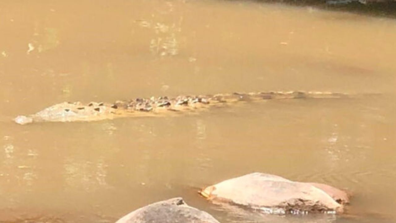 Alertan presencia de cocodrilos y lagartos en el sur de Honduras
