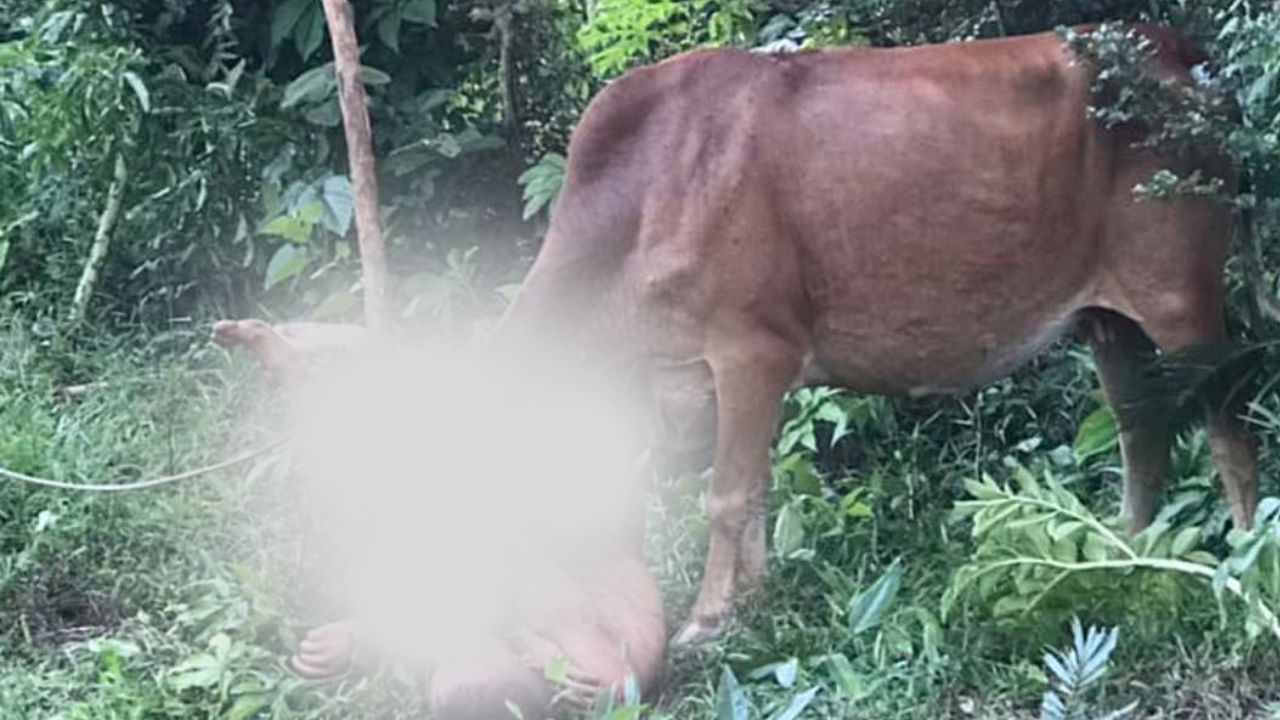 Imagen de Rescatan a hombre corneado por enfurecida vaca a quien intentó abusar