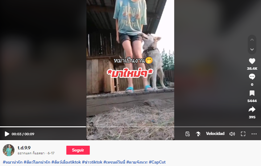Captura de pantalla donde se ve un TikTok sobre el video