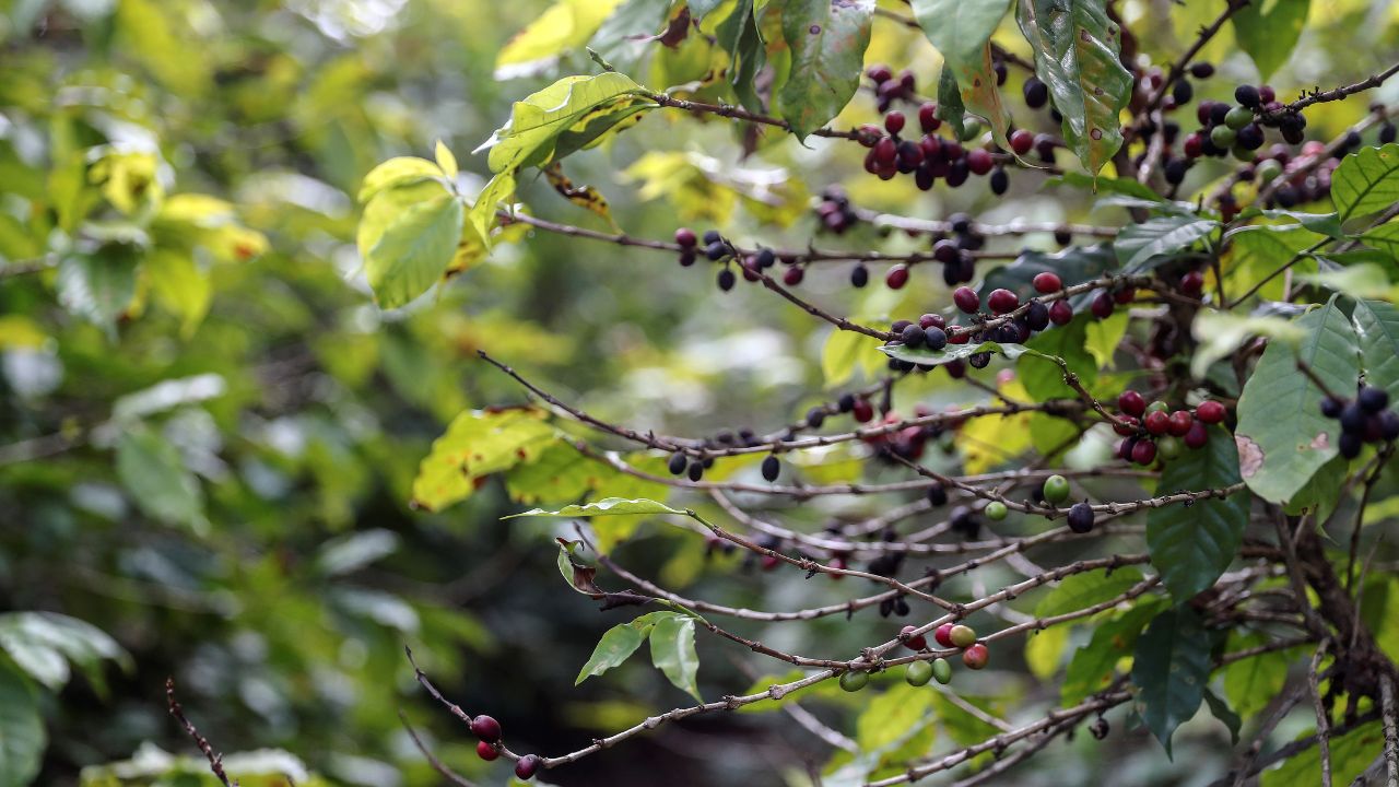Brasil tendrá una cosecha de café un 0,5 % menor en 2024 por efectos climáticos
