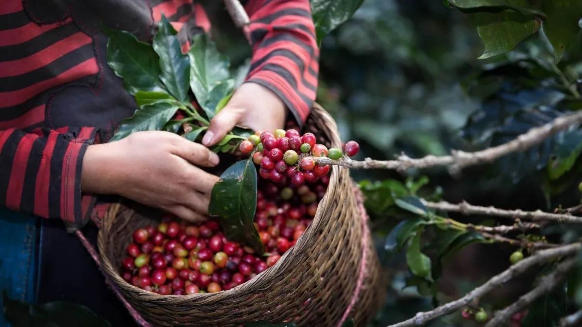 Honduras acogerá la reunión anual del Consejo Internacional del Café en septiembre de 2025