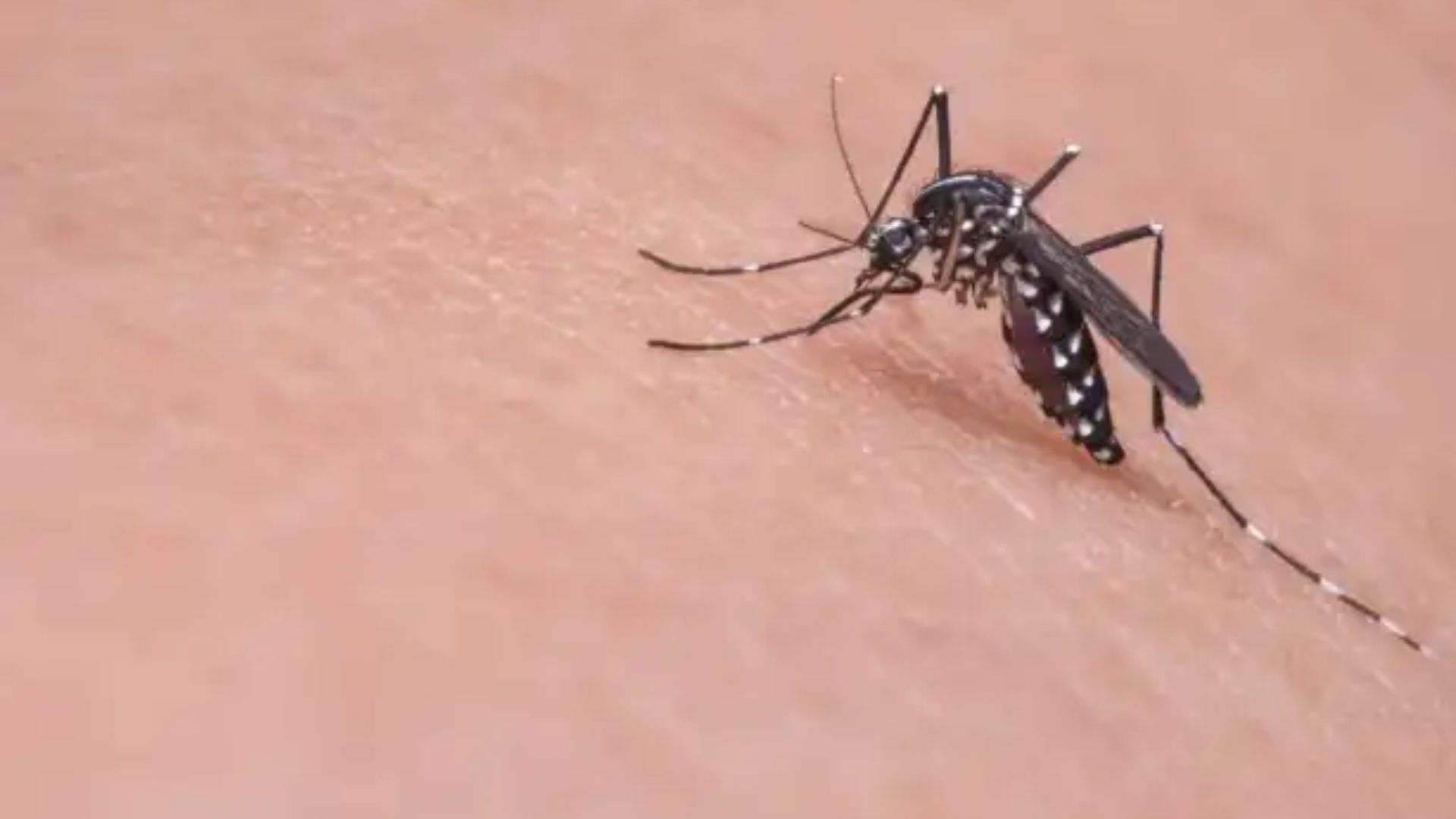 Guatemala registra 109 muertes por dengue en lo que va de 2024, un 220 % más que en 2023