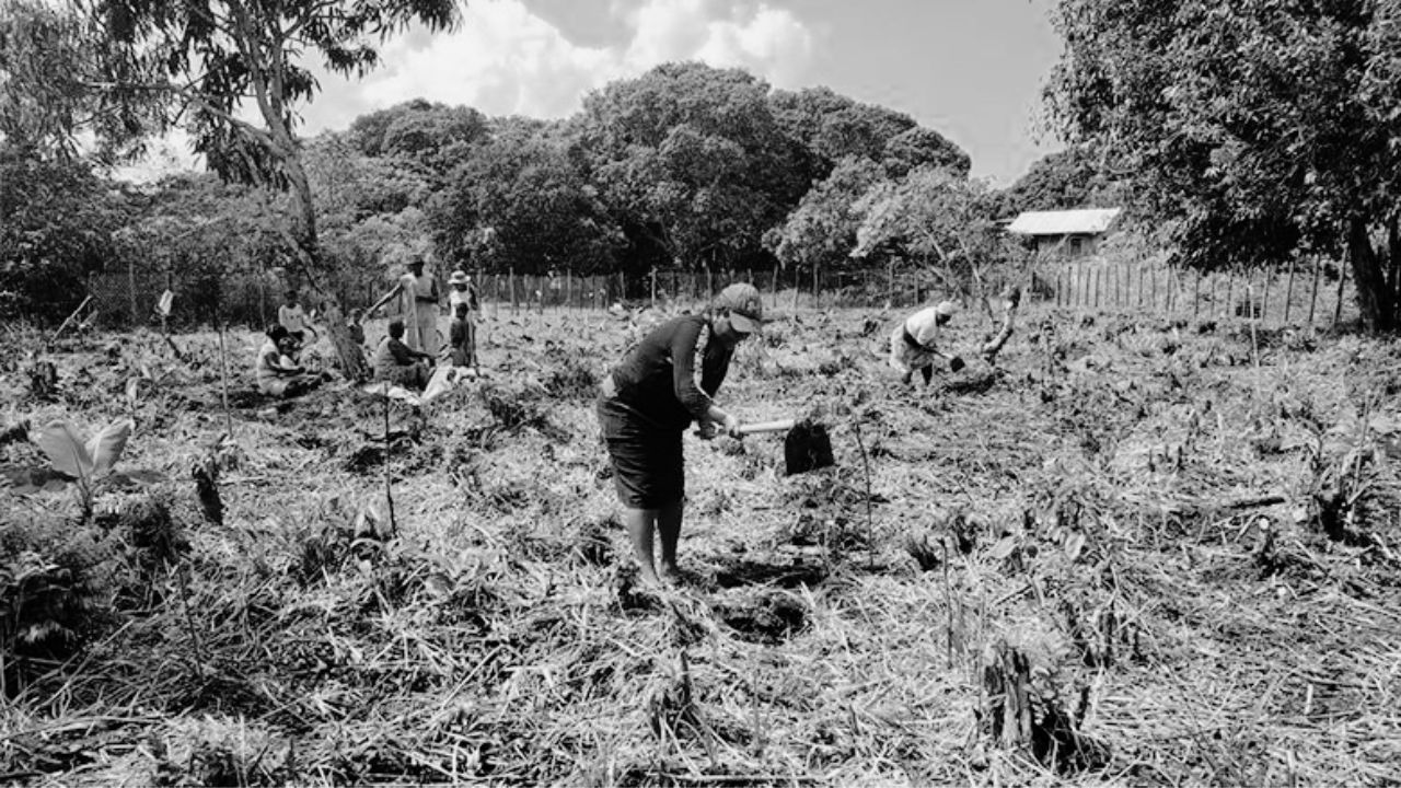 Editorial HRN: El olvidado agricultor hondureño