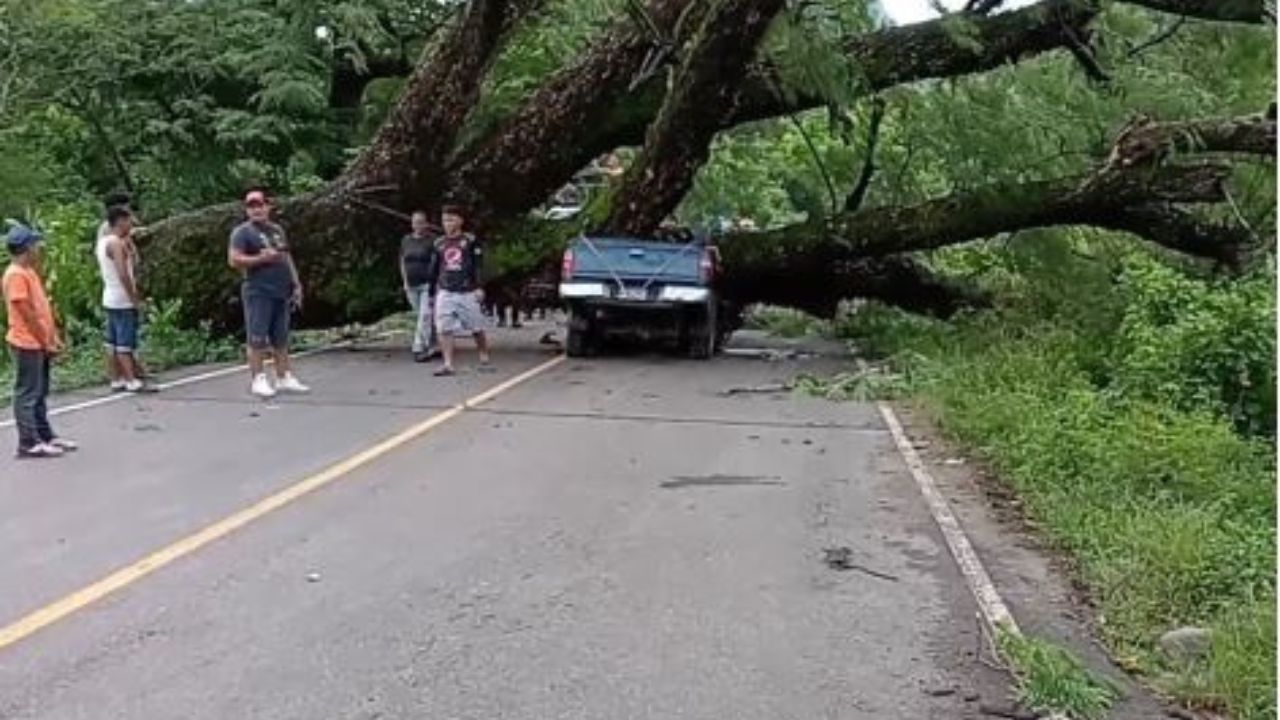 Ocupantes de vehículo en marcha fueron aplastados por enorme árbol en Choluteca: video