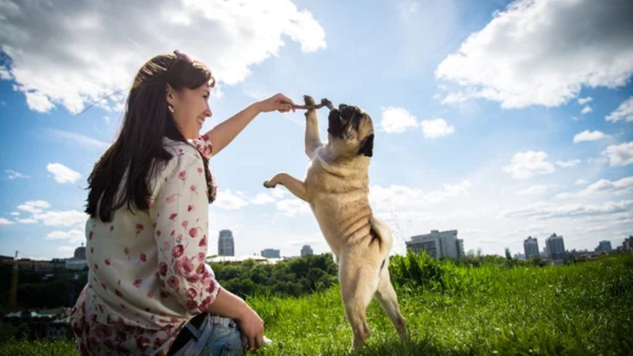 Escena del perro y la niña dando cariño original, ¿dónde ver el video viral?