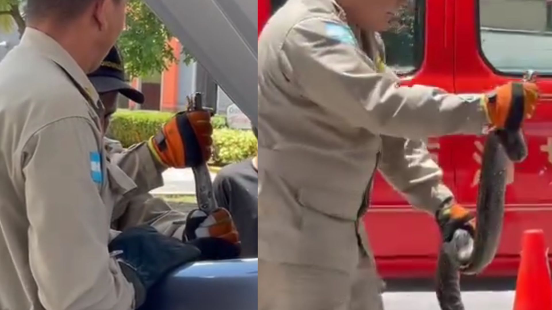 Encuentran enorme serpiente en vehículo en Tegucigalpa: video