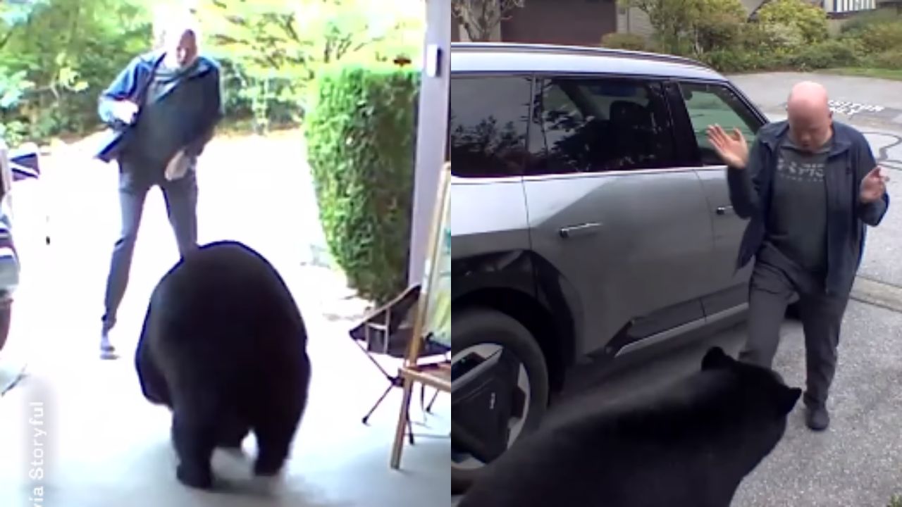 Oso se escondía en garaje de casa; asusta a dueño al salir a su carro