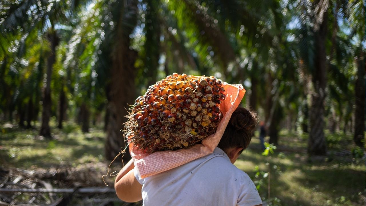 Más de 200 mil hectáreas de palma africana en Honduras en riesgo por devastadora enfermedad