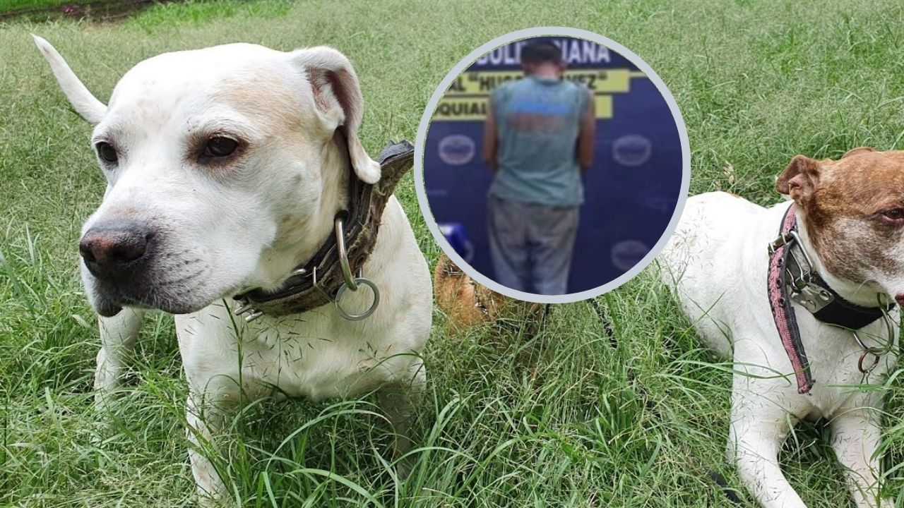 Hombre mató a 12 perros con comida envenenada