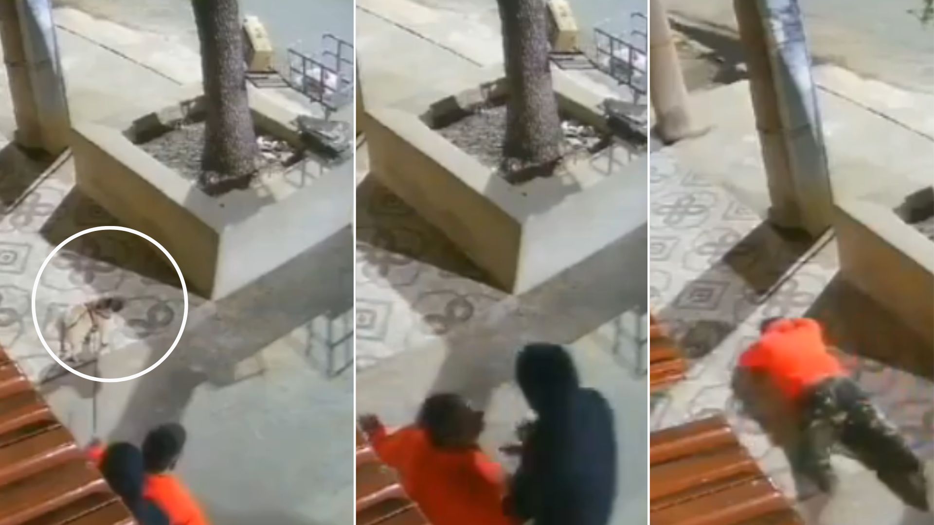 Ladrón le roba un perro a hombre y este se desploma en el suelo, desconsolado: video