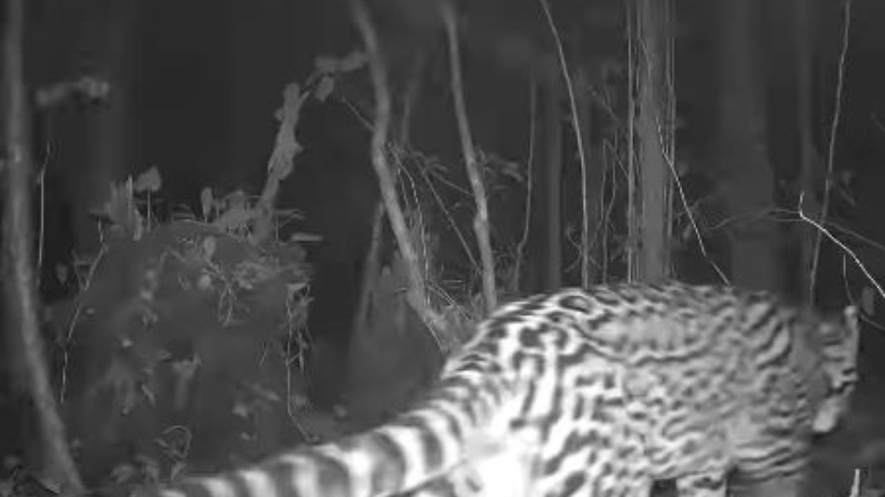 Captan a la medianoche a uno de los dos últimos ocelotes que viven en el Parque La Tigra