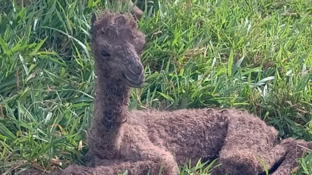 Imagen de cuerpo de nota