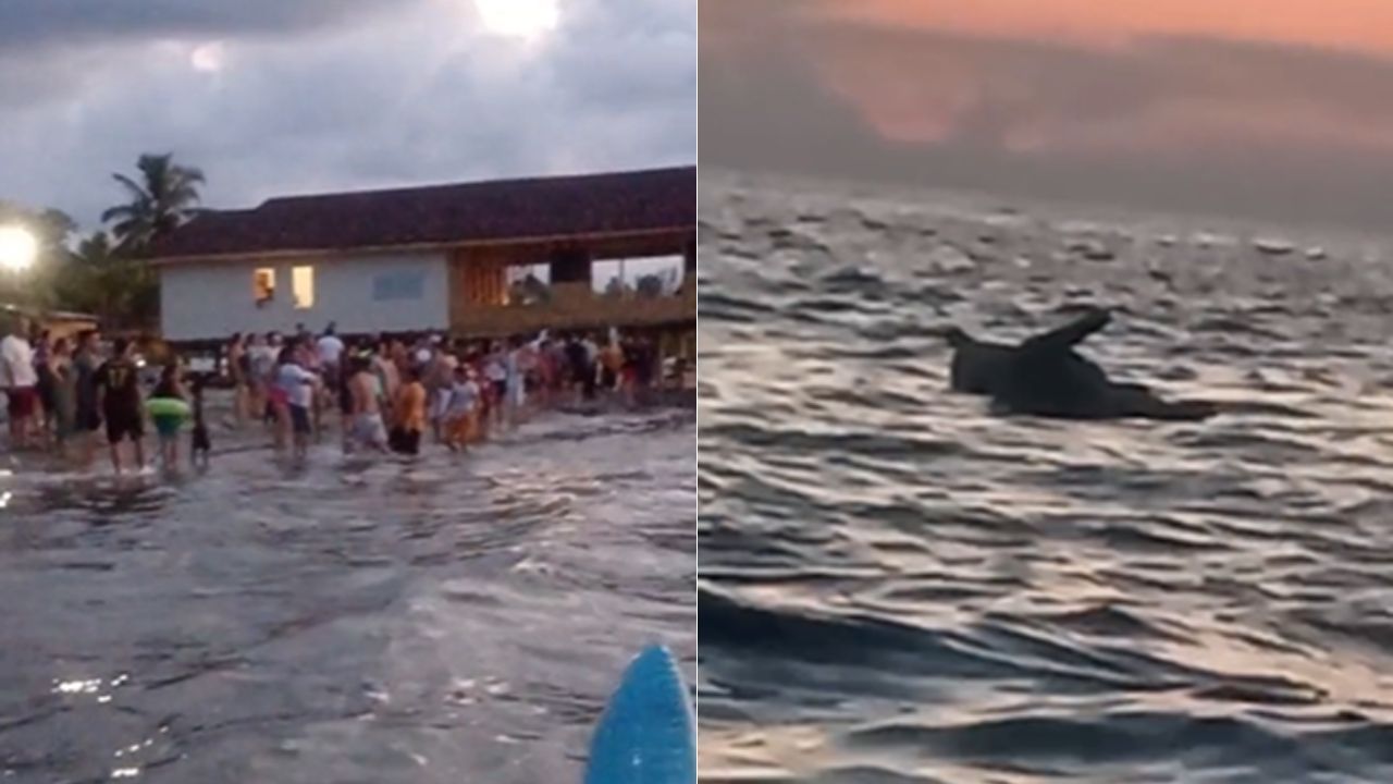 Animal muerto sorprende a vacacionistas en playa de Cortés: 'toda la gente se está saliendo'