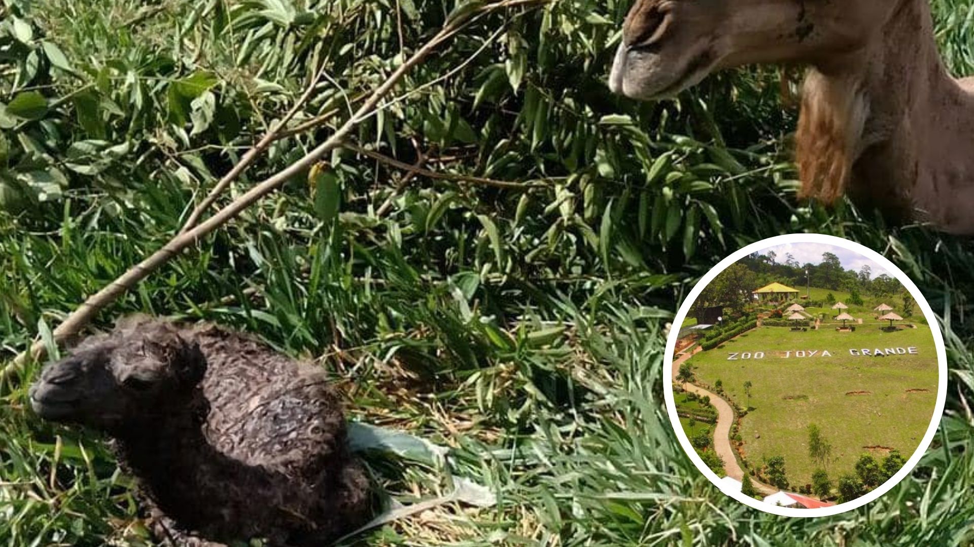 Un camello nace en el Zoológico de Joya Grande y se suma a los animales del centro