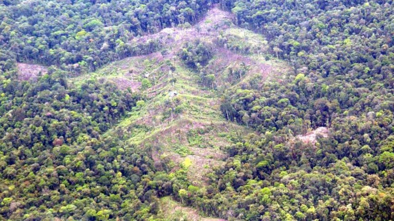 Entre 50 mil y 70 mil hectáreas de bosque se pierden al año en Honduras por deforestación